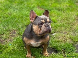 French Bulldog dogs Beautiful French bulldog girl - Advert 5