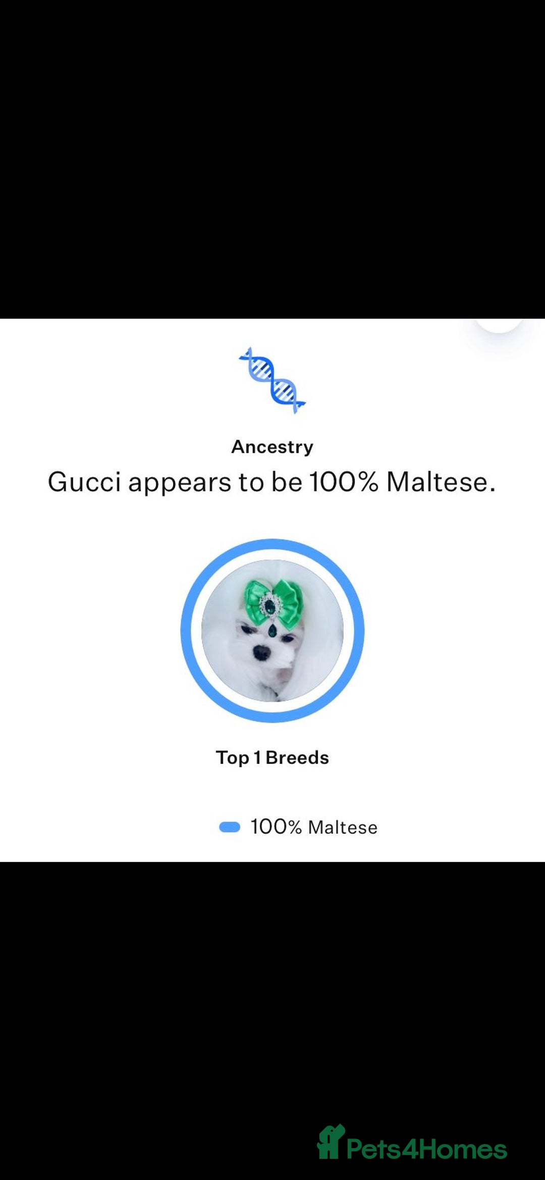 Mixed Breed dogs for sale: Maltese x Pomeranian  - Advert 7