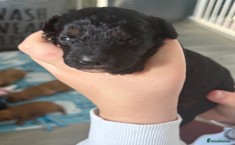 Jackapoo dogs - Advert 1