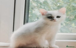 British Shorthair cats for sale: BRITISH SHORTHAIR CHAMPION BLOODLINE - Image 35