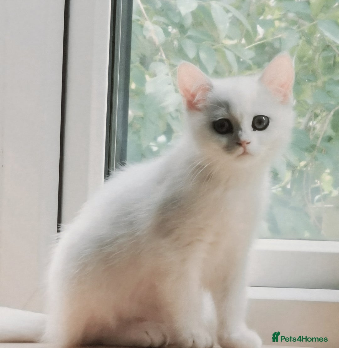 British Shorthair cats for sale: BRITISH SHORTHAIR CHAMPION BLOODLINE - Image 35