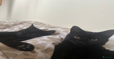 Mixed Breed cats - Advert 4