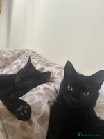 Mixed Breed cats - Advert 4