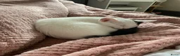Mixed Breed cats for sale: 2 adorable boys  - Advert 12