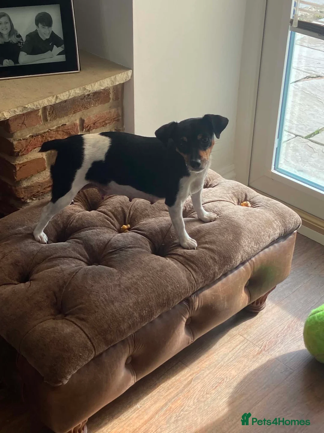 Jack Russell dogs for sale: Beautiful Jack Russell Girls Available  - Advert 35
