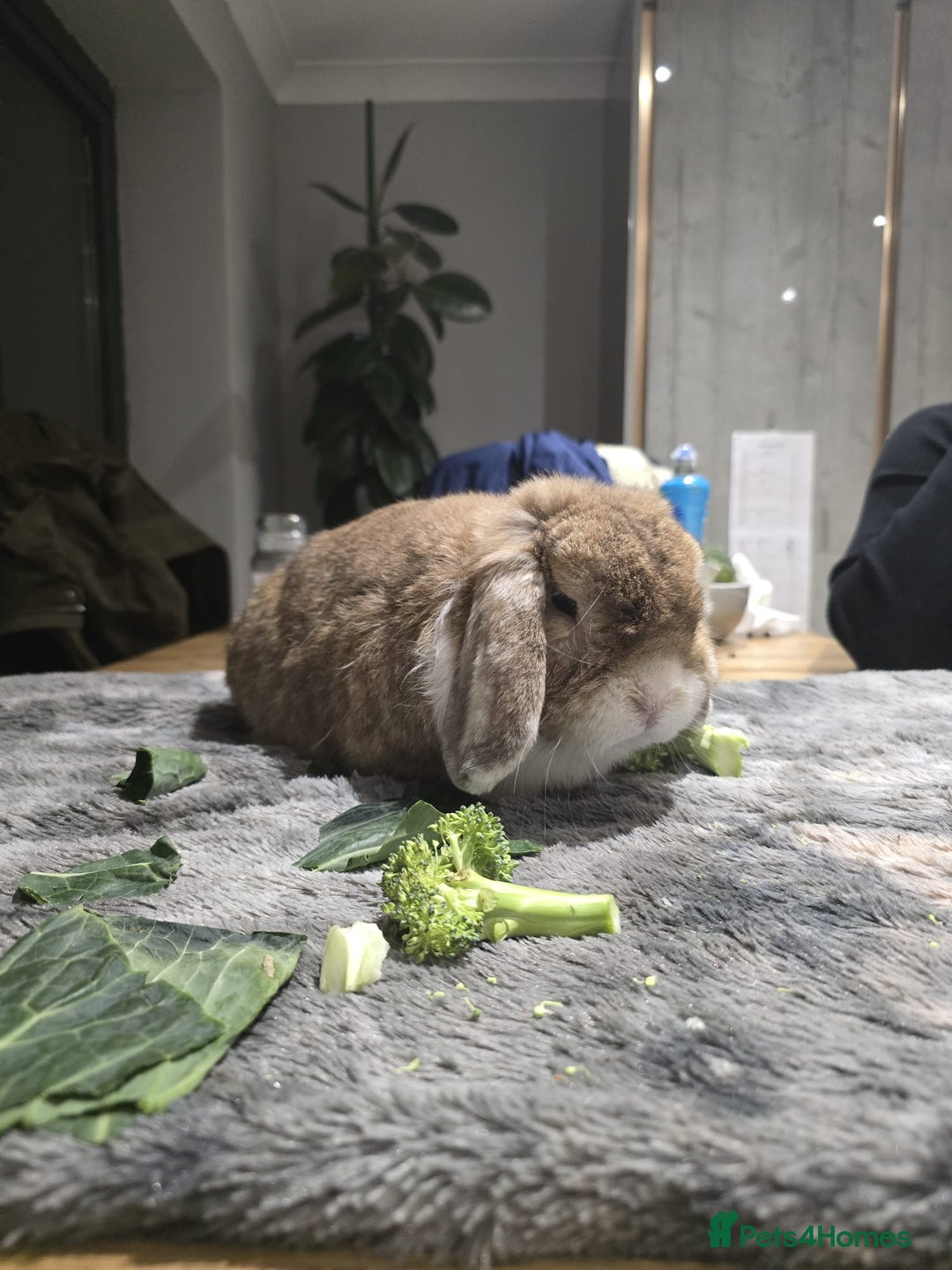 Mini Lop rabbits for sale: 2x adult male mini lops for rehoming - Advert 5