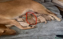 Labrador Retriever dogs for sale: 🐾 Labrador Puppies some with copper colourings 🐾 - Image 28