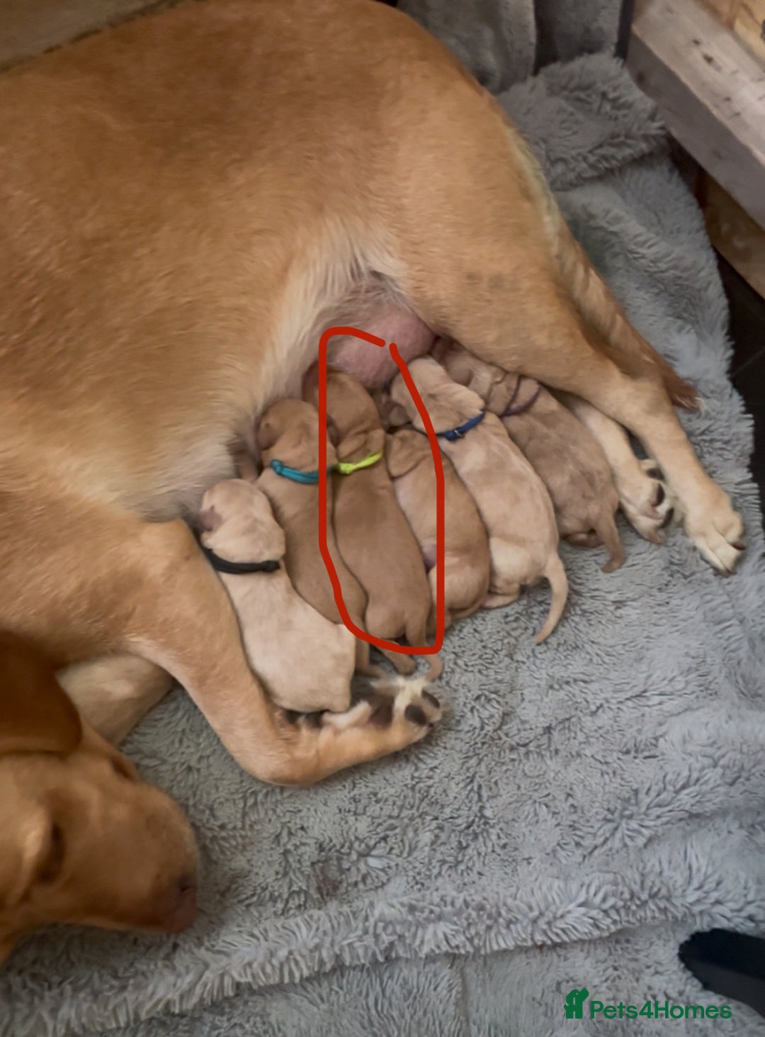 Labrador Retriever dogs for sale: 🐾 Labrador Puppies some with copper colourings 🐾 - Image 28