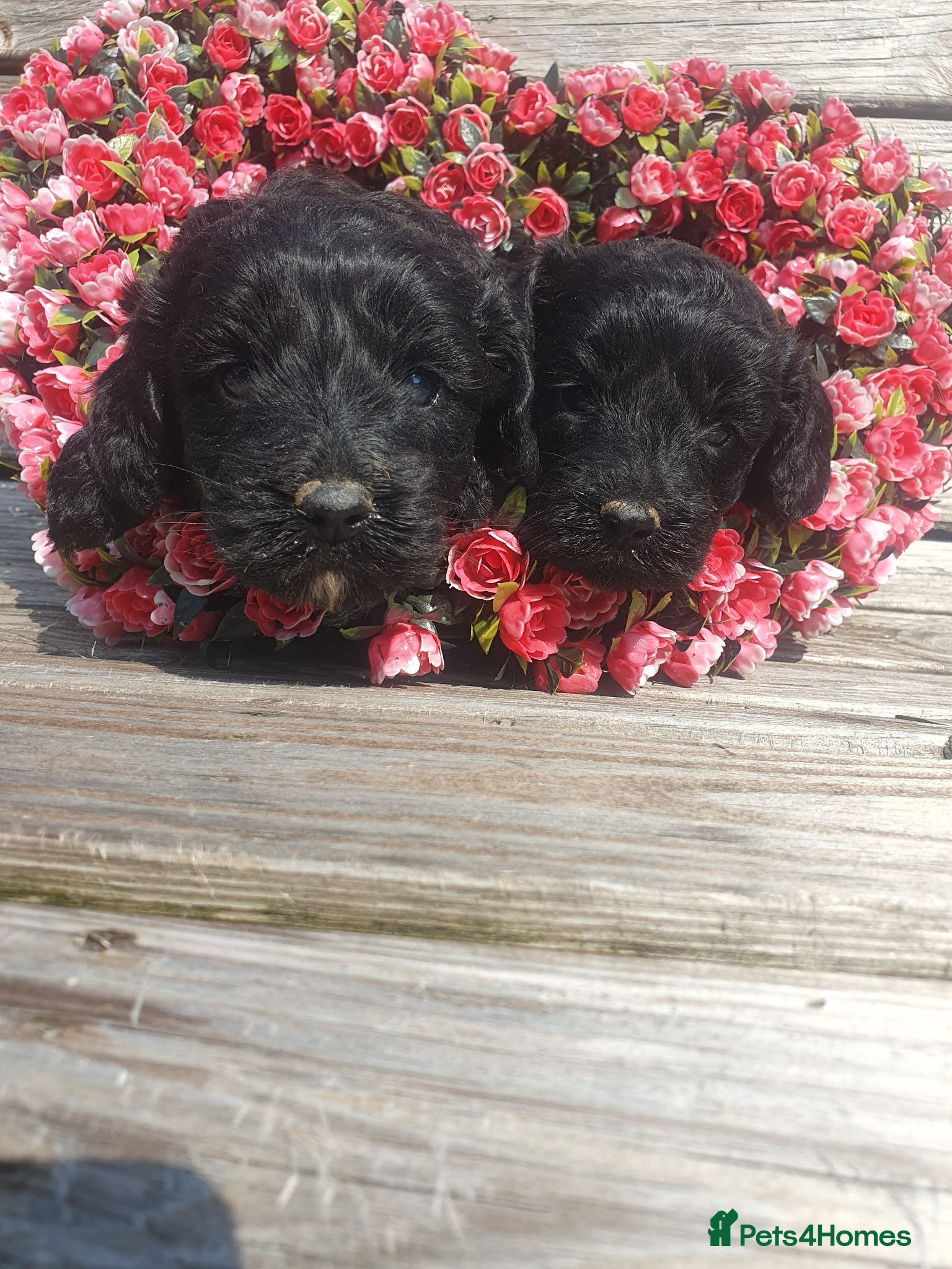 Cockapoo dogs cockapoo puppies f1 - Advert 1