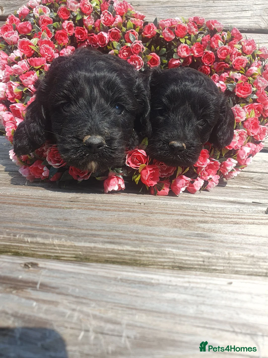 Cockapoo dogs for sale: cockapoo puppies f1 - Advert 2