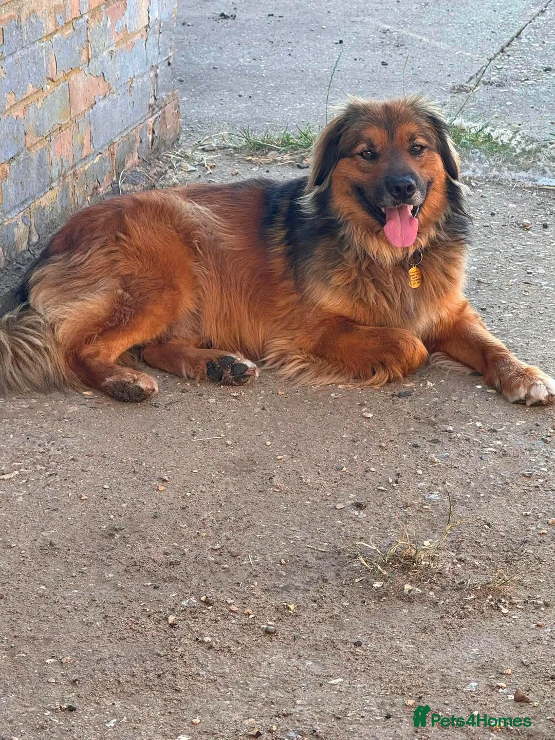 Mixed Breed dogs for adoption: Shy Obi in ELY - Advert 2