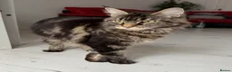 Maine Coon cats for sale: 🐈‍⬛ Maine Coon Kittens 3 Girls and 2 Boys 🐈‍⬛ - Advert 19