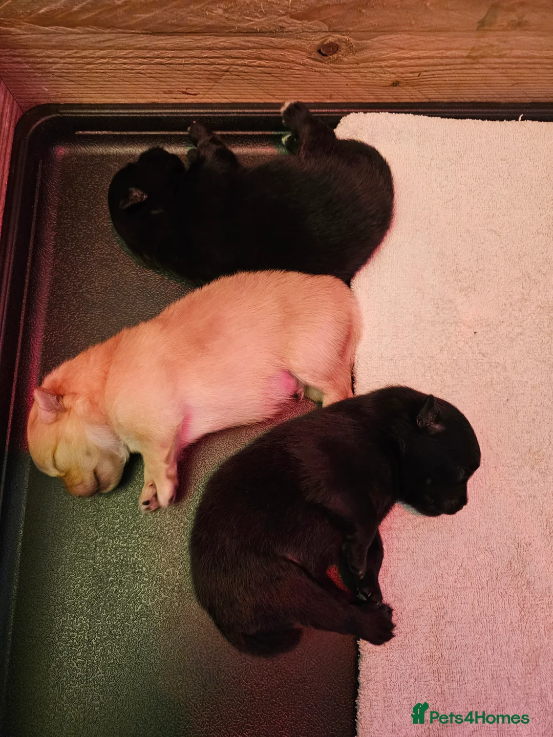 Pomeranian dogs for sale: 3 KC HANDSOME POMERANIAN BOYS - Advert 20