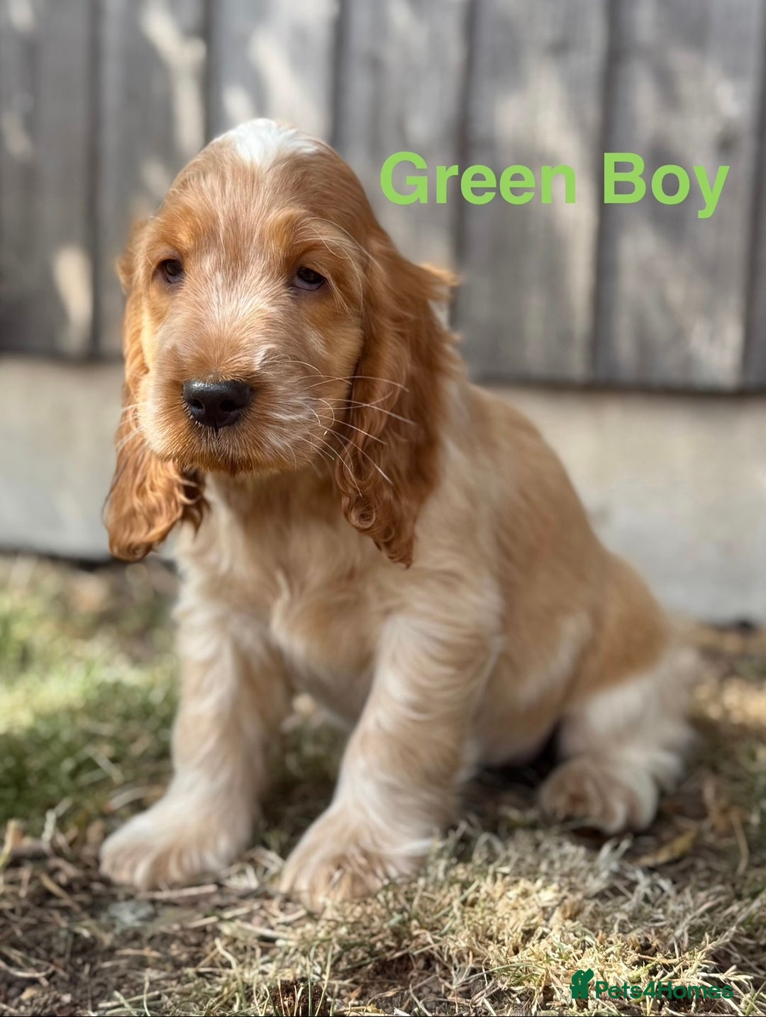 Cocker Spaniel dogs for sale: Last boy! Top quality show-type Cocker Spaniels! in Leicester - Image 14