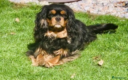 Cavalier King Charles Spaniel dogs for sale:  KC, Health Tested, ready to leave now  - Advert 14