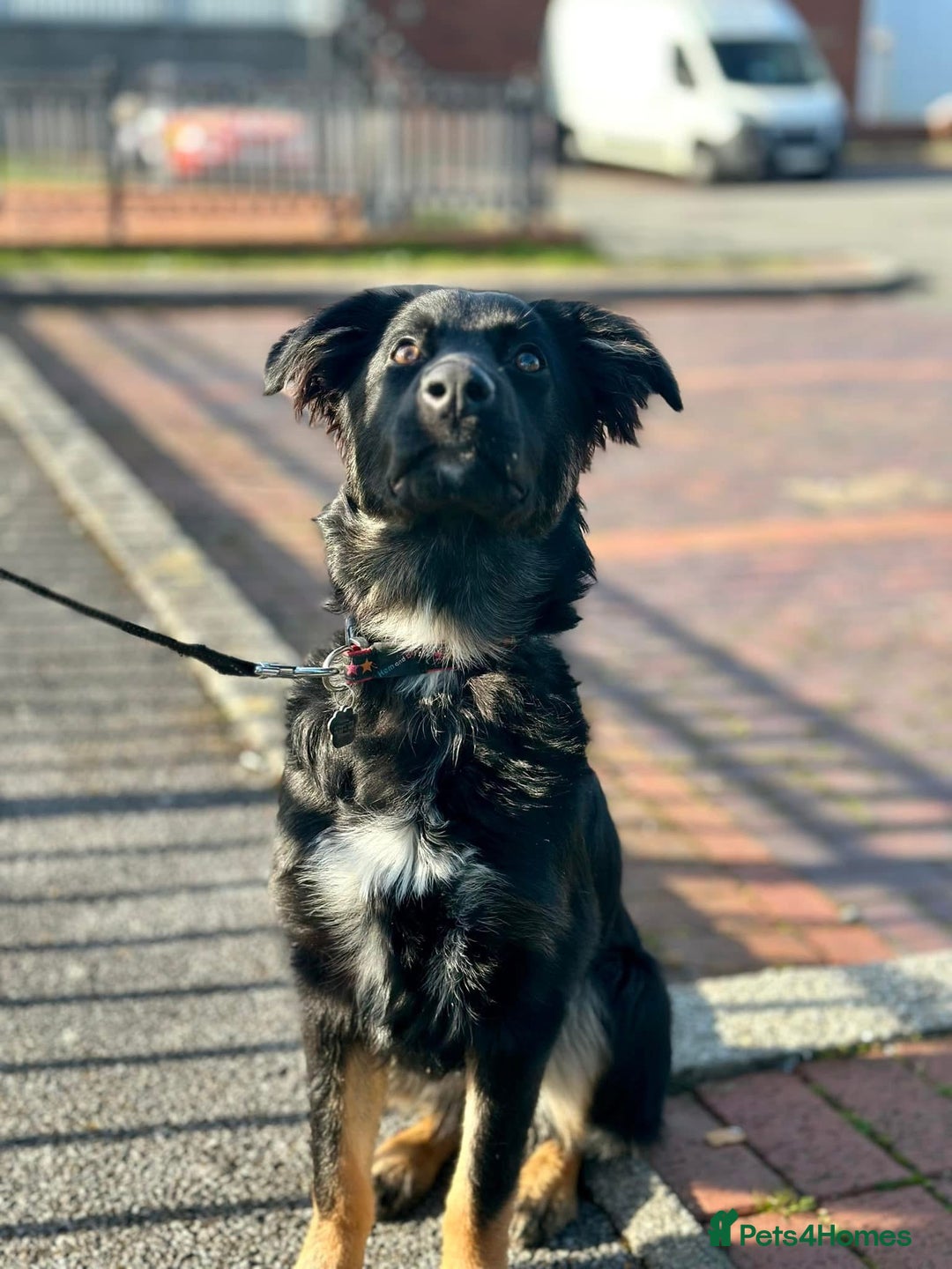 Mixed Breed dogs for sale: Coco  - Advert 1