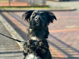 Mixed Breed dogs Coco - Advert 1