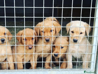 Labrador Retriever dogs Stunning traditional labrador puppies - Advert 5