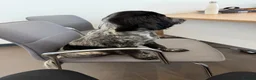 Sprocker dogs for sale: 6 month old sprocker puppy - Advert 8