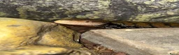 Skink reptiles for sale: Blue tongue Indo skink in Nuneaton - Advert 4