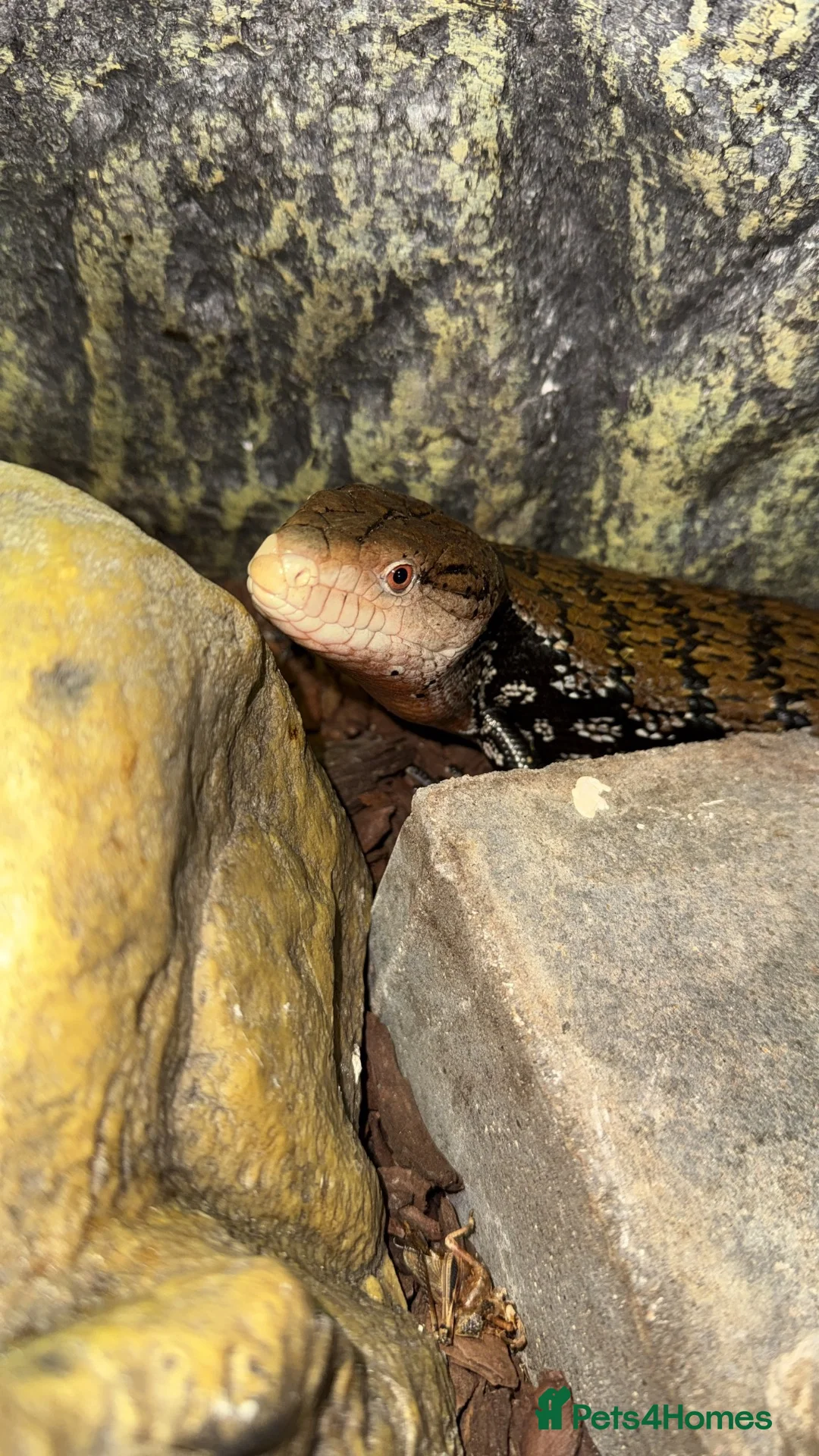 Skink reptiles for sale: Blue tongue Indo skink in Nuneaton - Advert 4