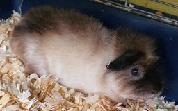 Guinea Pig rodents for sale: 2 stunning guinea pig young boars - Image 1