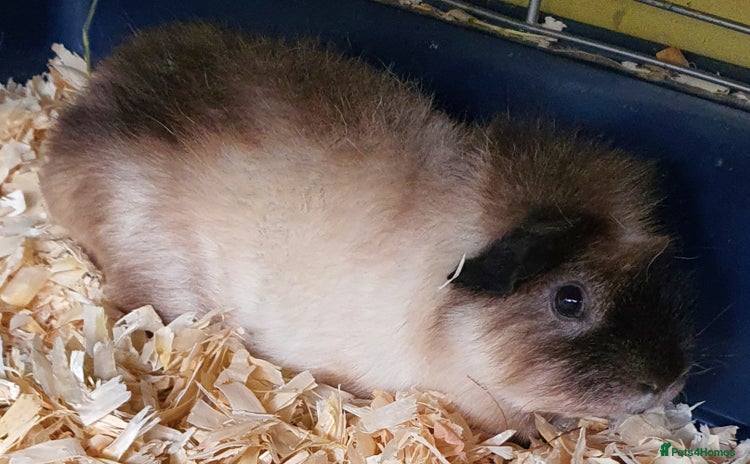 Guinea Pig rodents - Advert 1