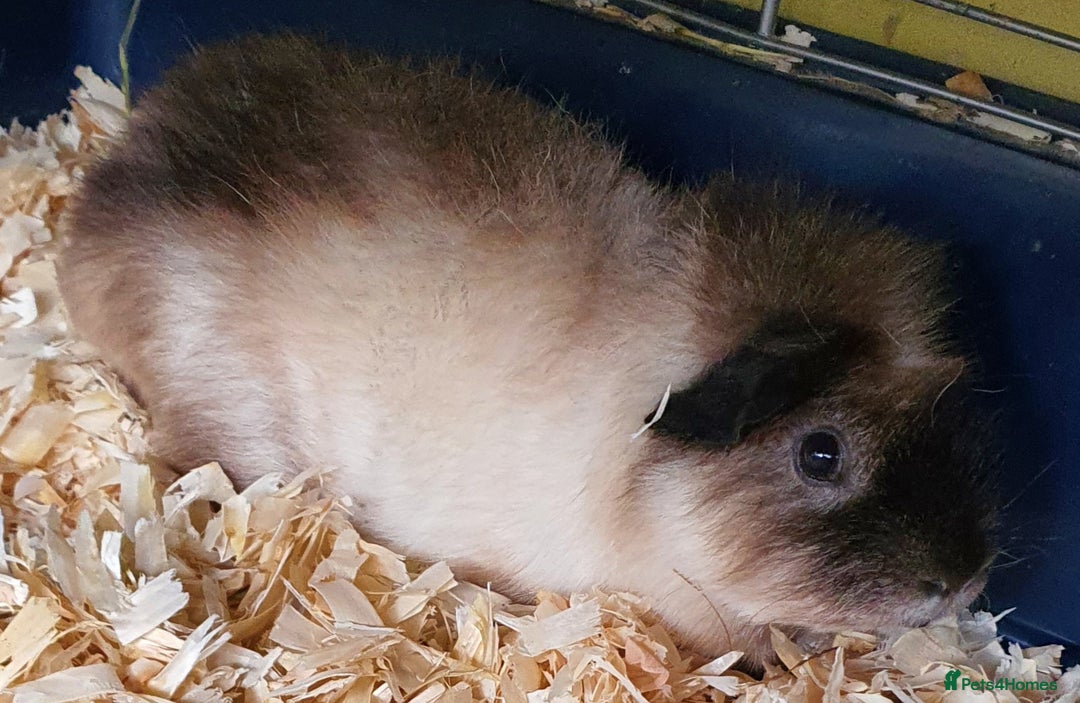Guinea Pig rodents for sale: 2 stunning guinea pig young boars - Image 1