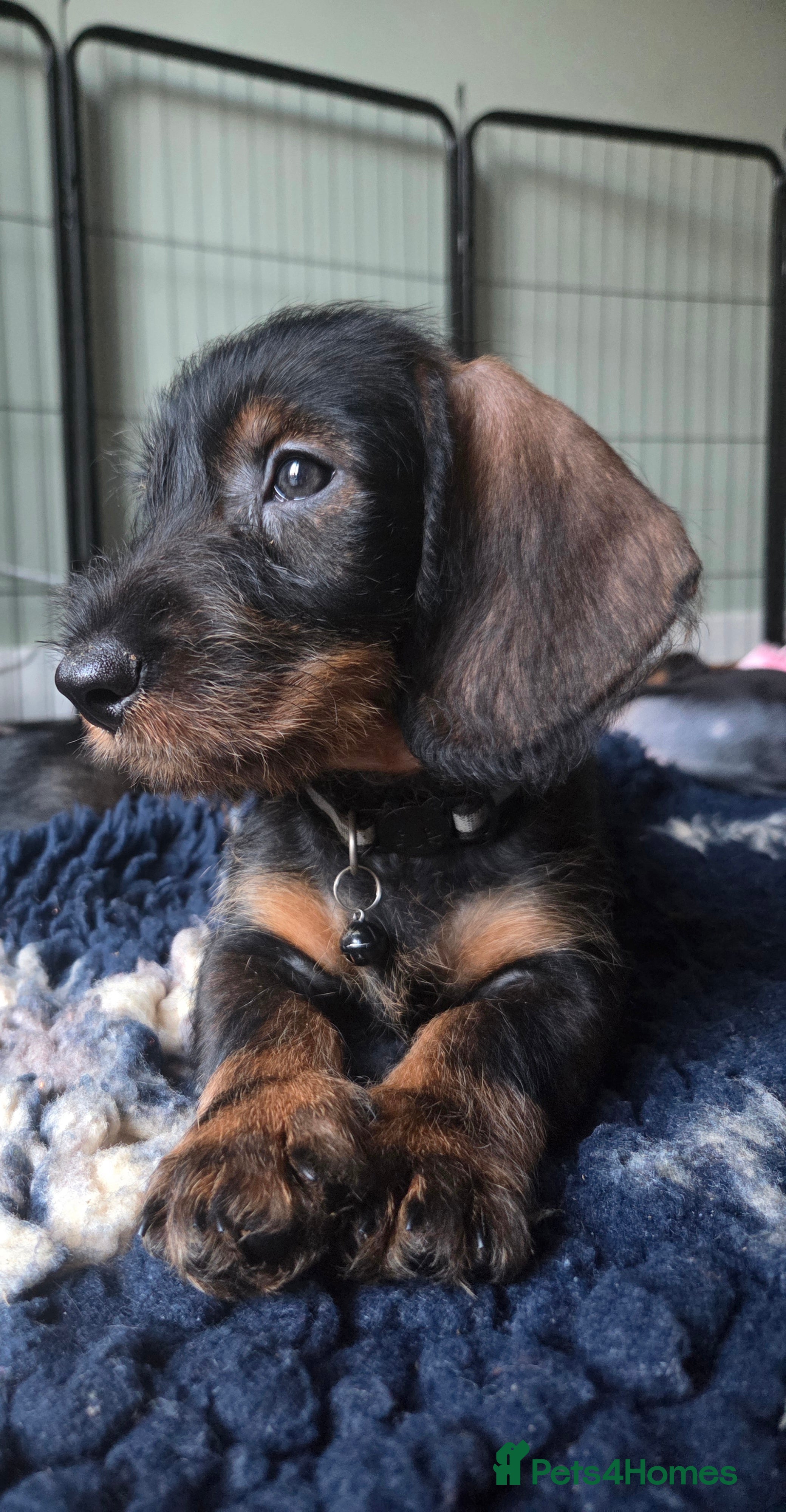 Dachshund dogs 1 kc registered standard wire puppy remaining  - Advert 6
