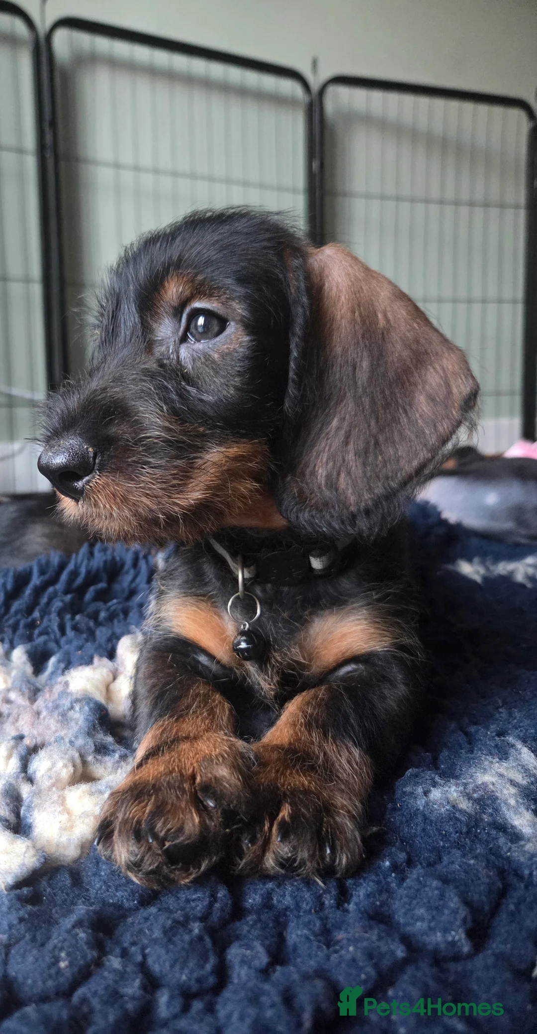 Dachshund dogs for sale: 1 kc registered standard wire puppy remaining  - Advert 2