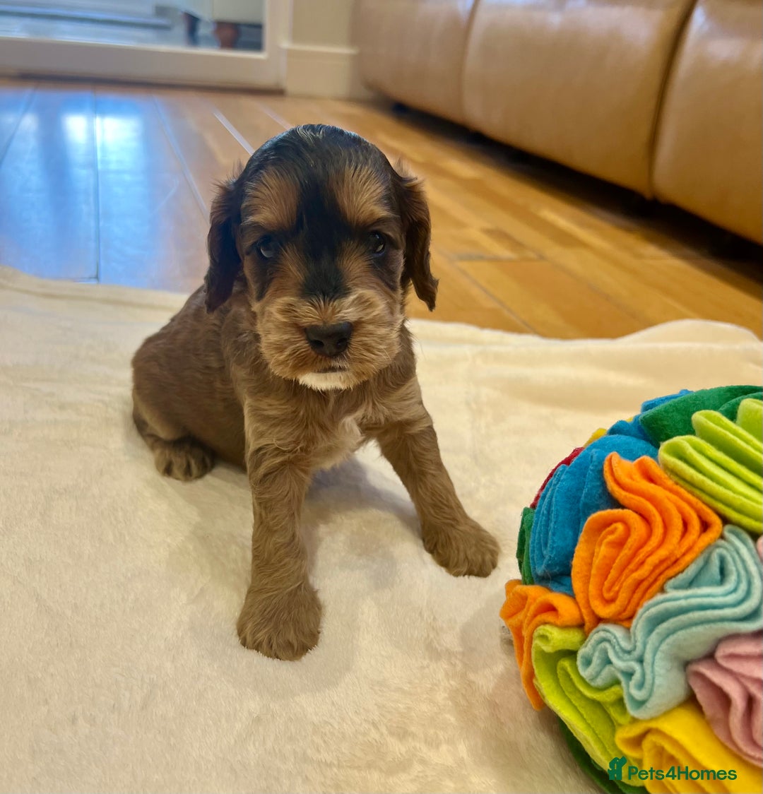 Cockapoo dogs for sale: ♥️Fabulous Toy Cockapoo Puppies Kc Reg Parents - Advert 27