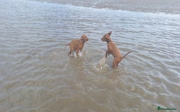 Hungarian Vizsla dogs for sale: Mark  - Image 5