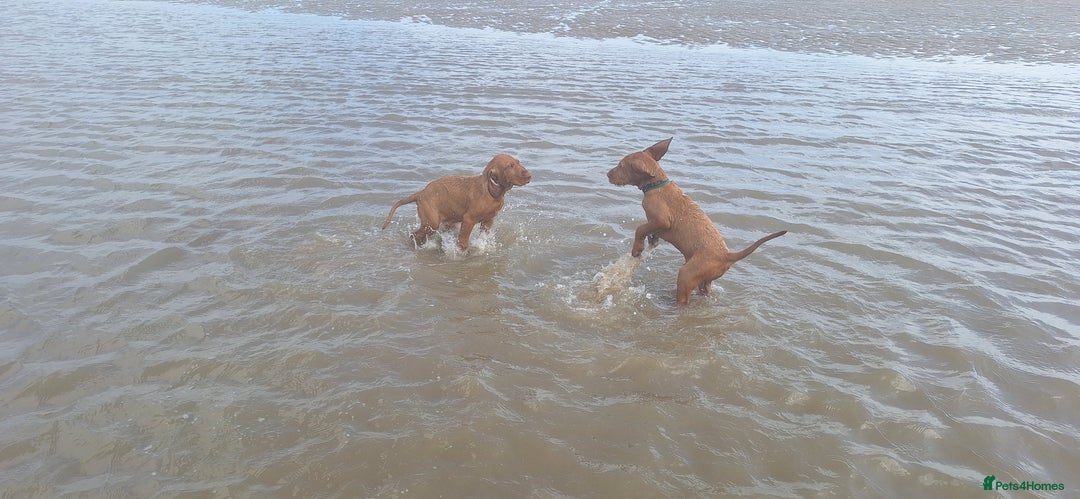 Hungarian Vizsla dogs for sale: Mark  - Image 5