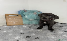 Cane Corso dogs for sale: Cane corso puppies for sale  - Image 31
