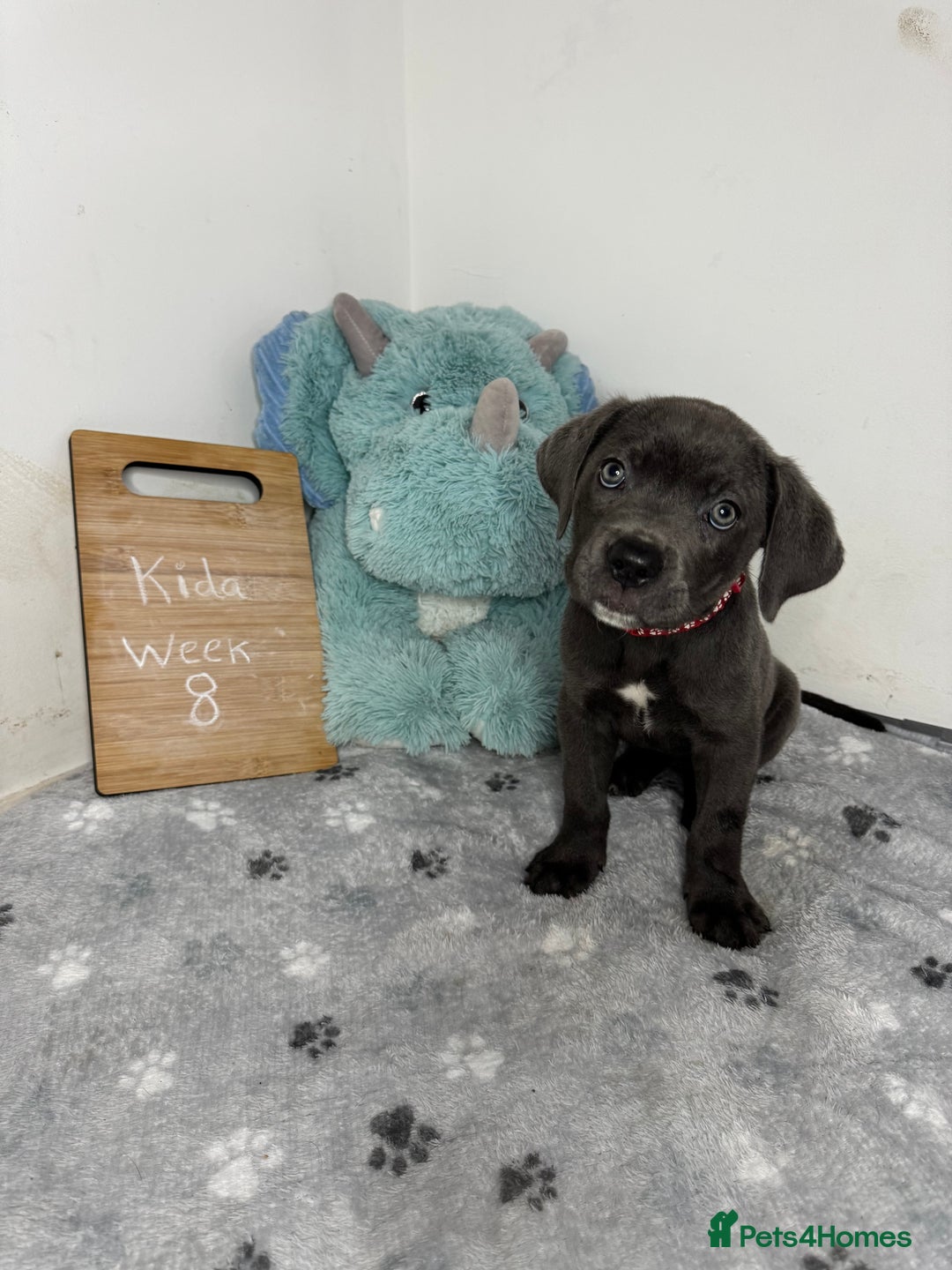 Cane Corso dogs for sale: Cane corso puppies for sale  - Image 31