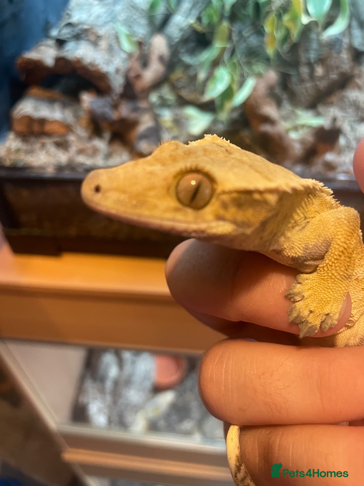 Gecko reptiles Lilley white male crested gecko  - Advert 1