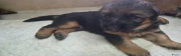 German Shepherd dogs for sale: Beautiful German shepherd puppies in Wednesbury - Advert 3