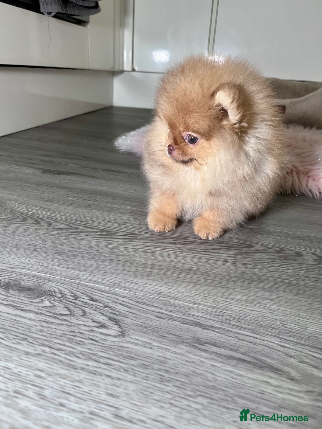 Pomeranian dogs for sale: 🐻Green eyed👁️Top Quality🔥 - Advert 5