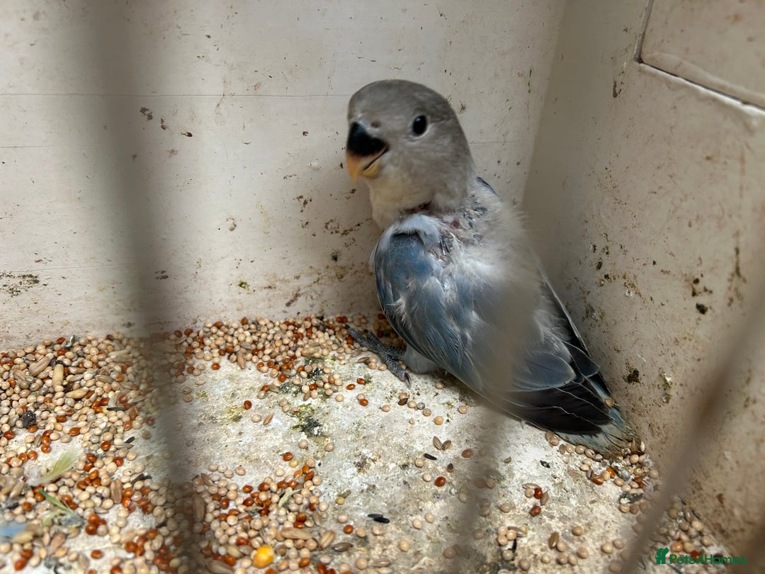 Lovebirds birds for sale: Lovebird for sale, all in good health  - Advert 18