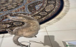 Mixed Breed cats for adoption: ASH -BRITISH SHORT HAIR? AFECTIONATE-BOY NEUTERED  - Image 7