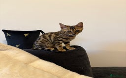Bengal cats for sale: Beautiful bengal kitten - Image 1