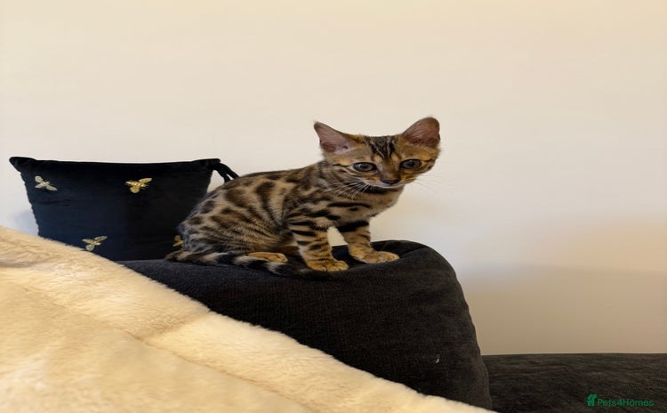 Bengal cats - Advert 1