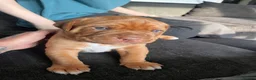 Dogue De Bordeaux dogs for sale: 2 Gorgeous Dogue De Bordeaux males.  in Bristol - Advert 8