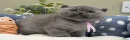 British Shorthair cats for sale: Beautiful British Kittens - Advert 16