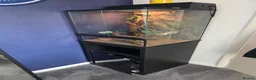 Gecko reptiles for sale: Gargoyle Gecko and full set up for sale in Northampton - Advert 2