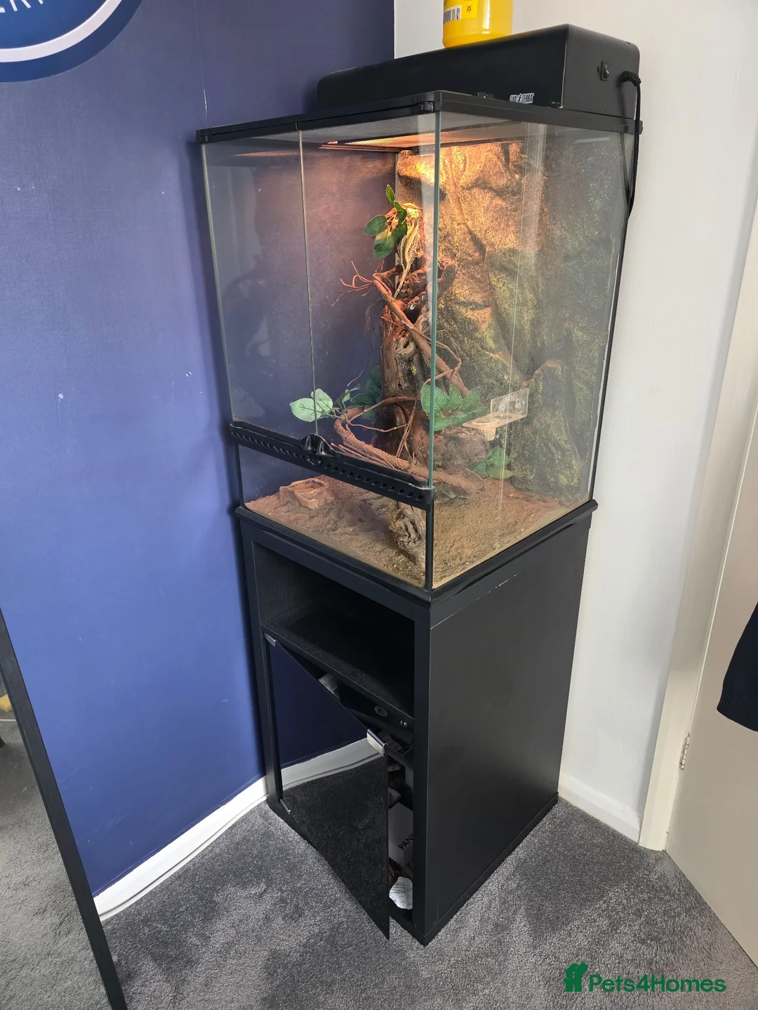 Gecko reptiles for sale: Gargoyle Gecko and full set up for sale in Northampton - Advert 2