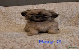 Shih Tzu dogs for sale: Pedigree Imperial Shih tzu puppies - Image 3
