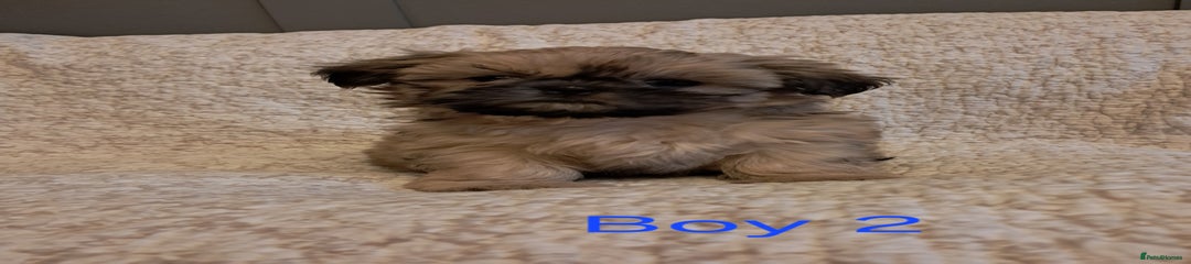 Boy 2