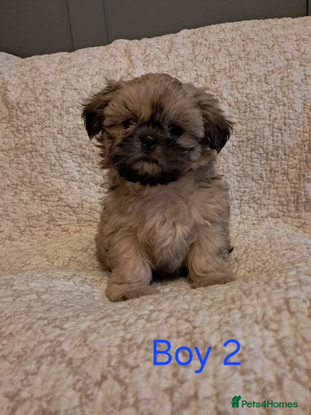 Shih Tzu dogs for sale: Pedigree Imperial Shih tzu puppies - Image 3