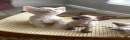 Devon Rex cats for sale: Exceptional FIFe Devon Rex Kittens 2 left only  - Advert 4
